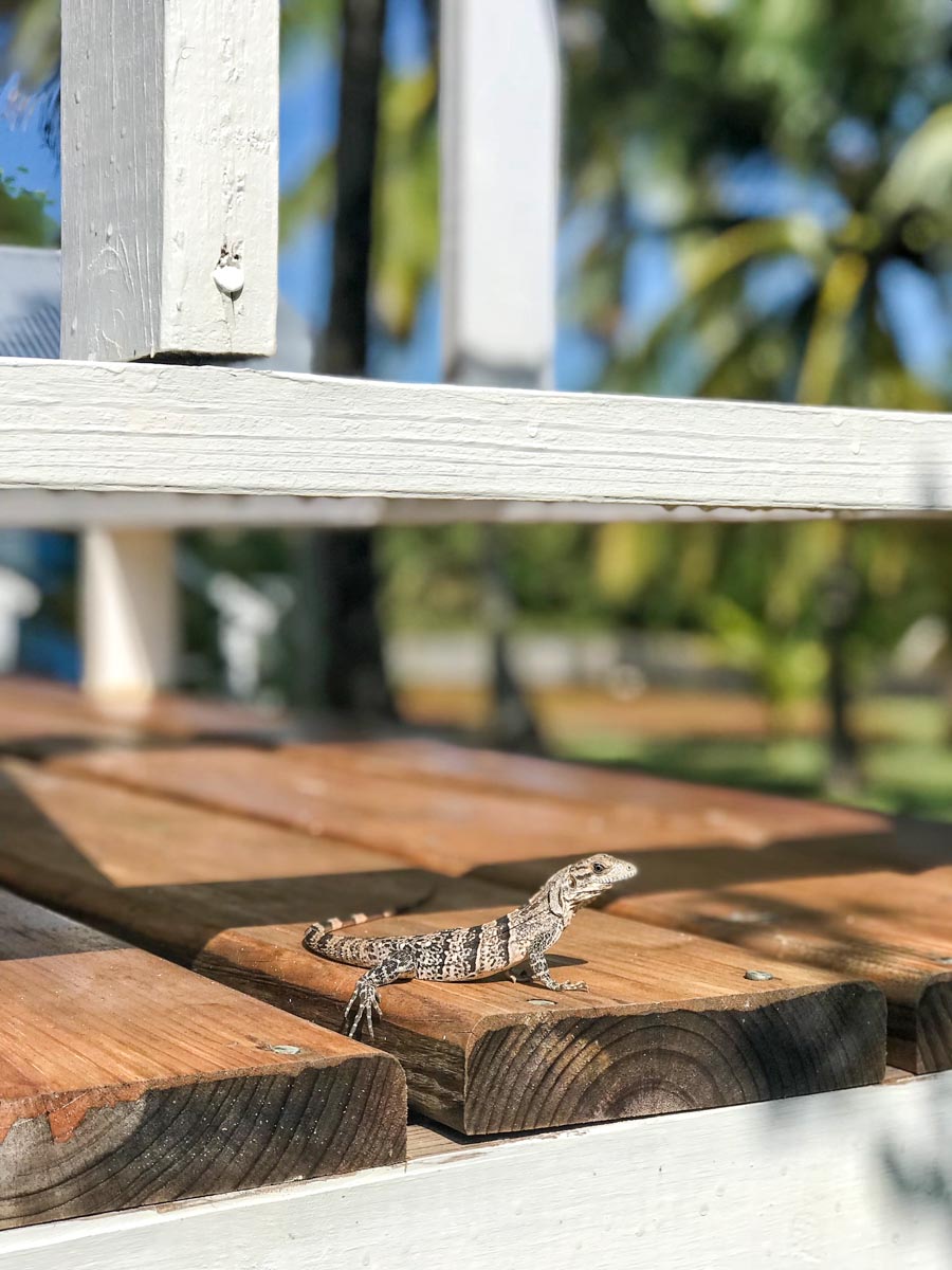 A little lizard on the porch
