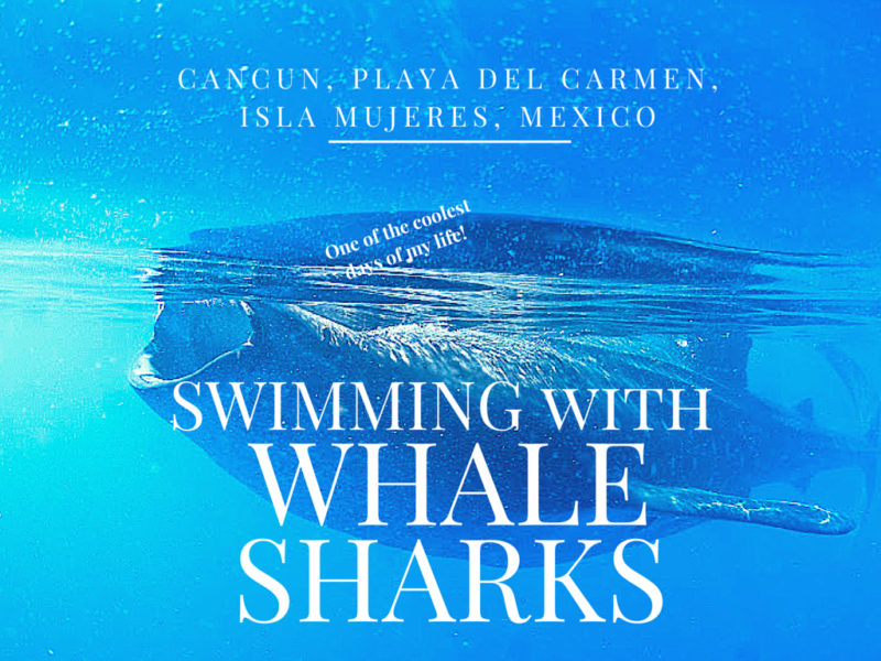 One of the coolest things I've ever done:  Snorkeling with Whale Sharks off of Cancun, Mexico.  Tips & Information
