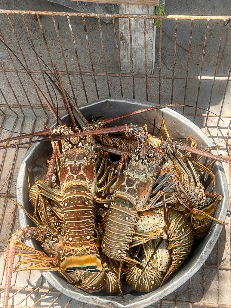 Lobster in a Pot