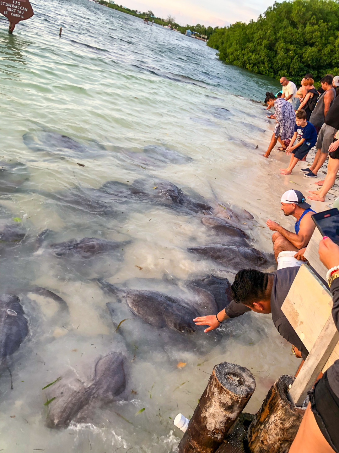 String Rays at Caye Caulker