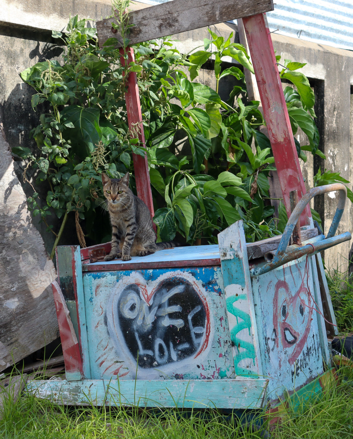 Cat One Love