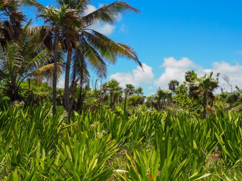 Littoral Forest Ambergris Caye