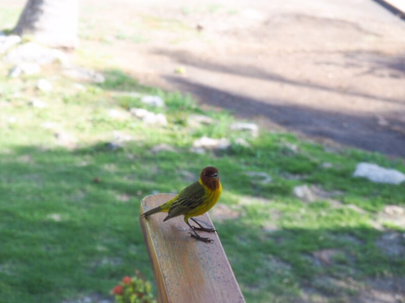 Mangrove Warbler