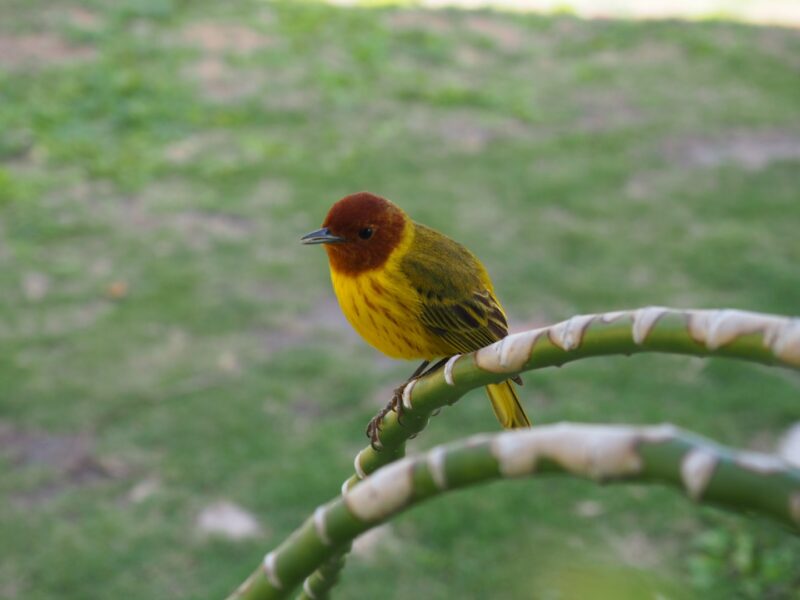 Mangrove Warbler Ambergris Caye