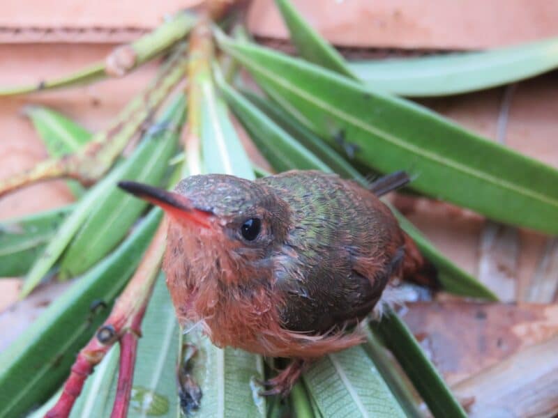 Injured Hummingbird.  San Pedro, Belize