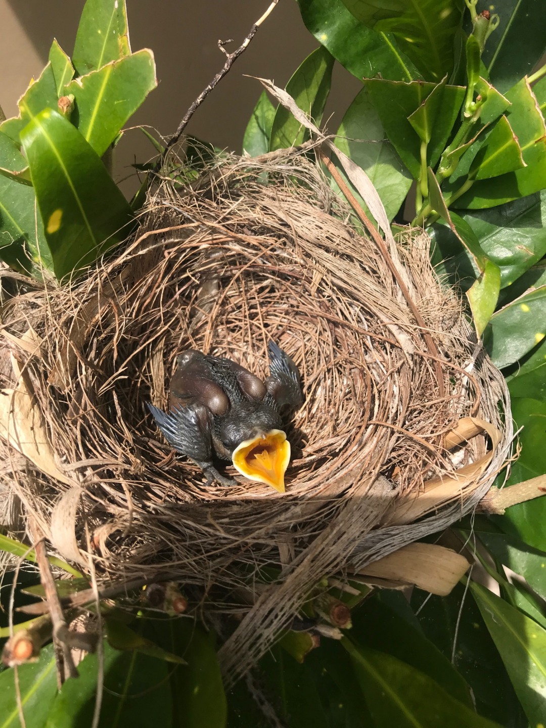 Baby Black Catbird