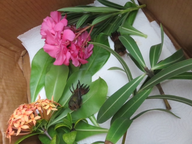 Injured Hummingbird.  San Pedro Belize