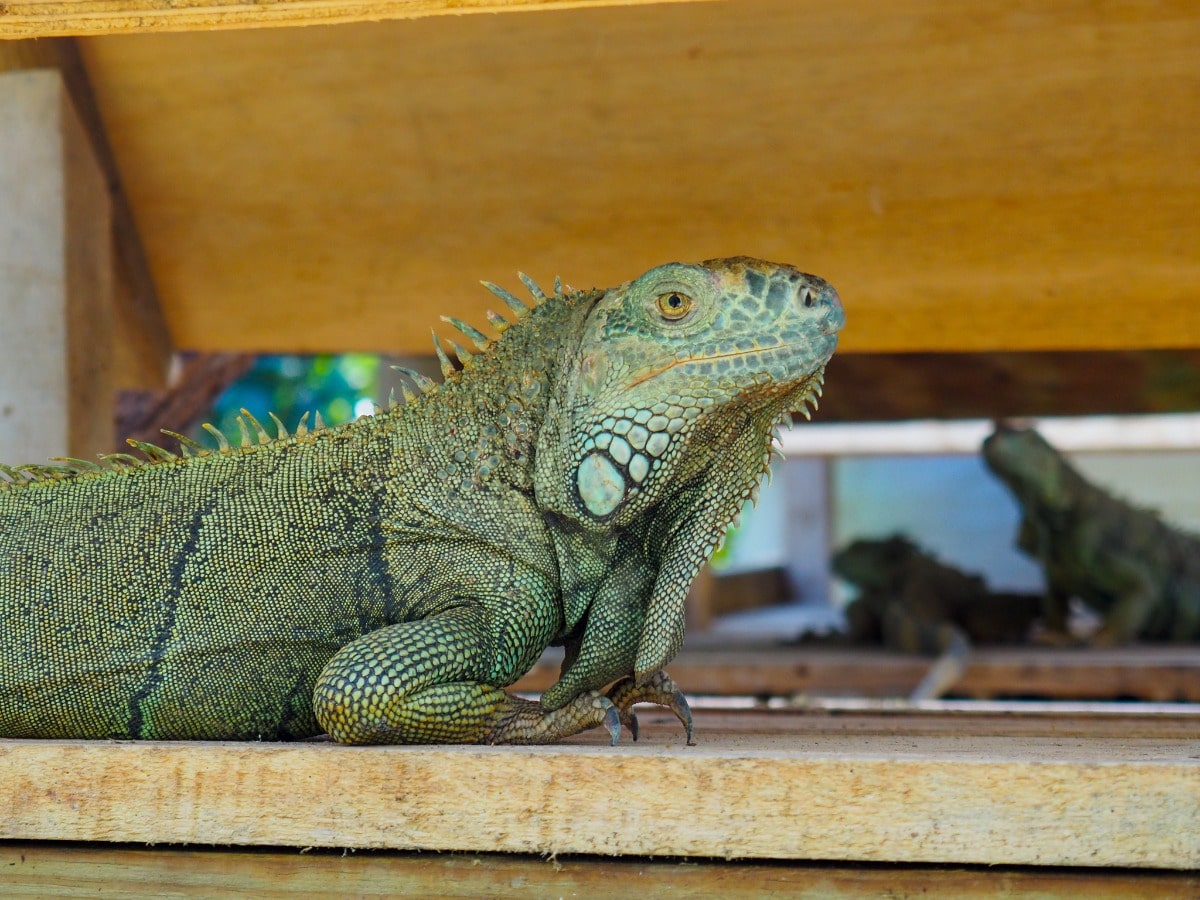 Green Iguana Project