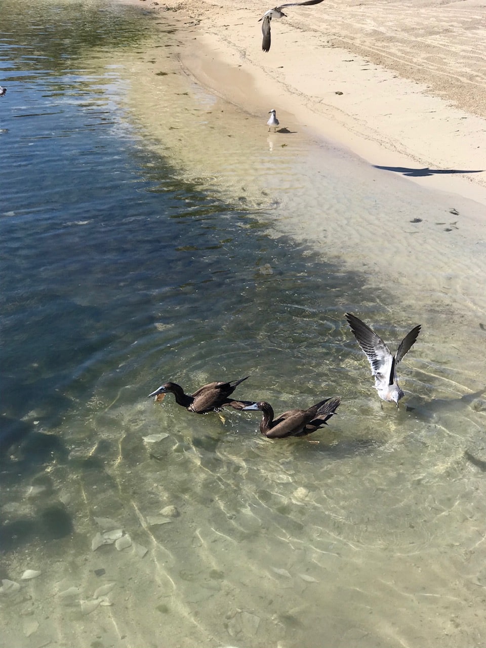 Brown Booby birds