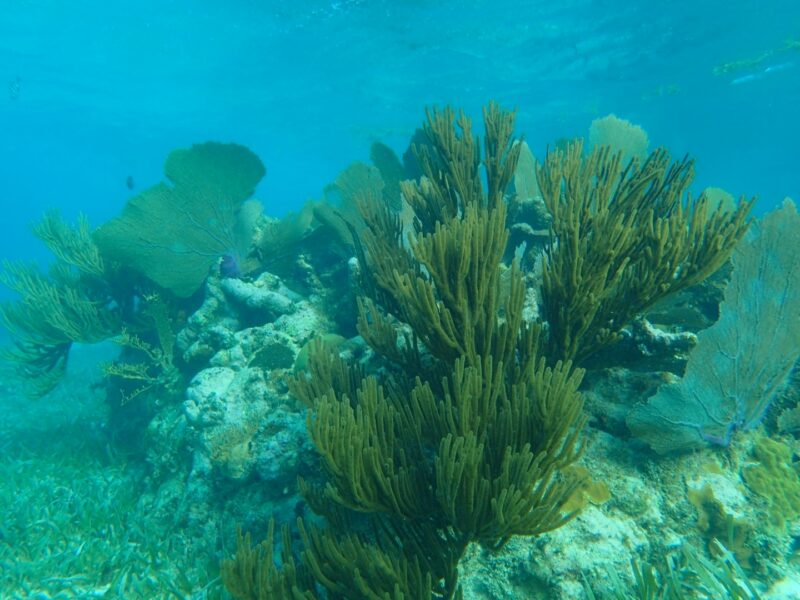 Coral Ambergris Caye, Belize