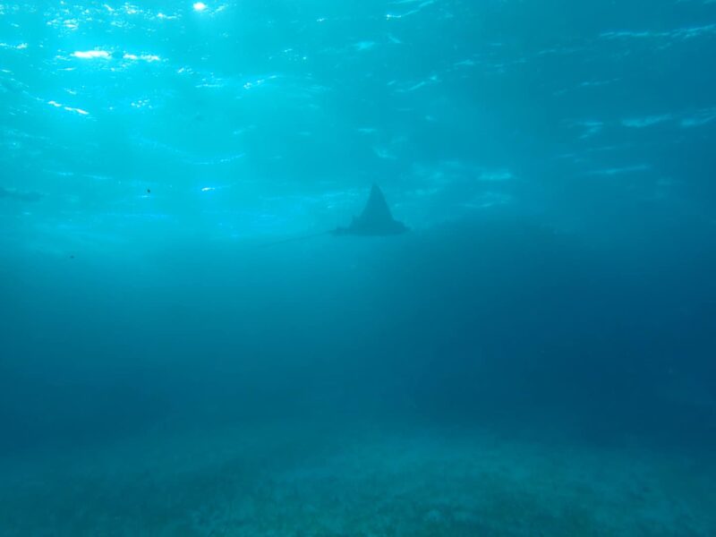 Eagle Ray Ambergris Caye Diving