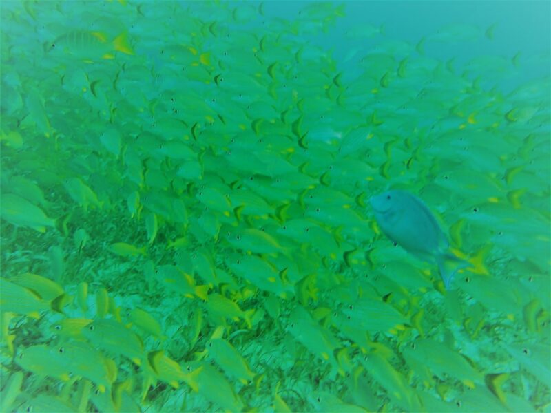 School of Fish, San Pedro, Belize