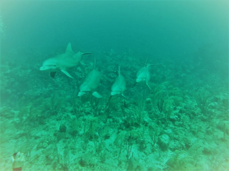 Dolphins, san Pedro, belize