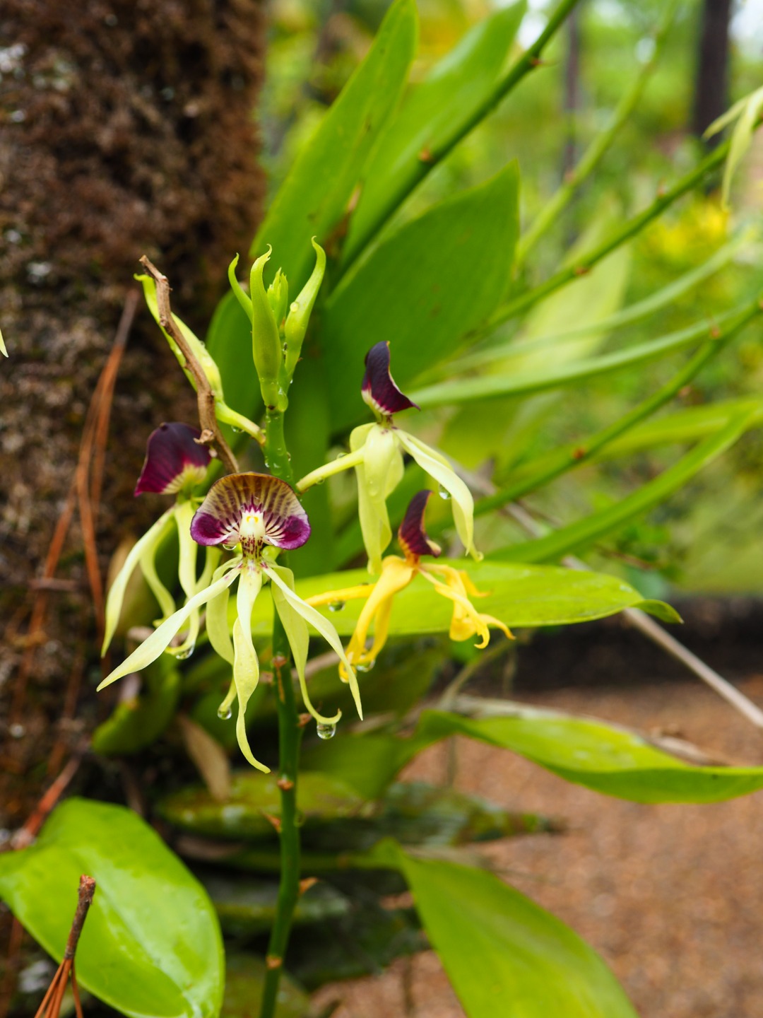 Black Orchid