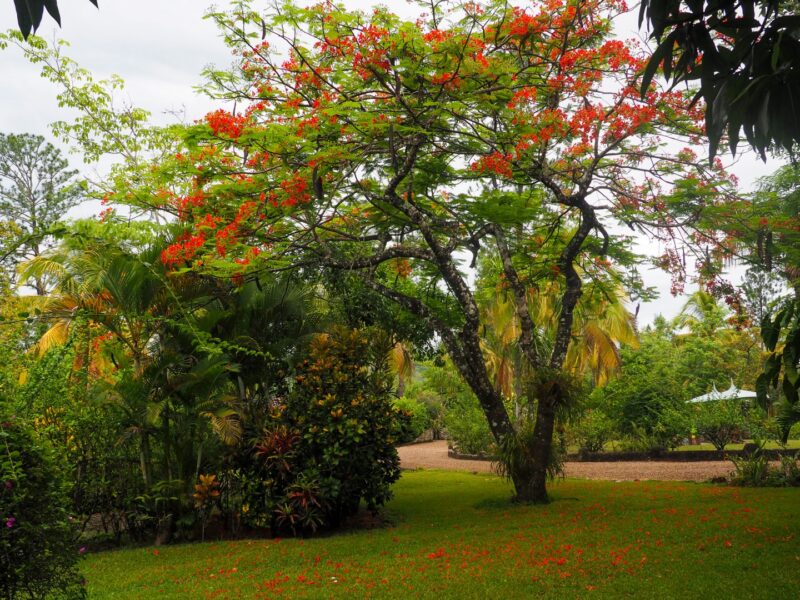 Flamboyant Tree