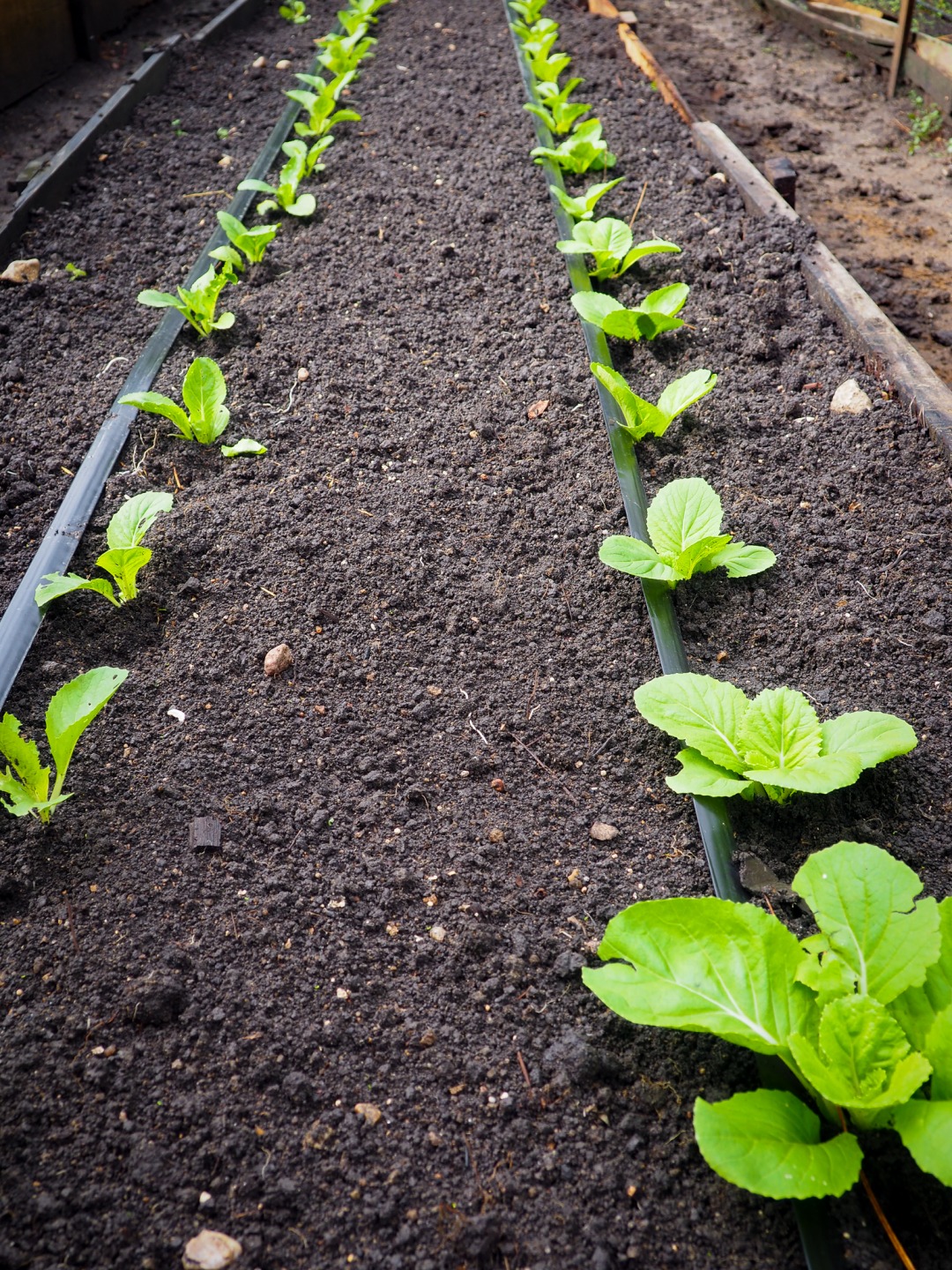 Lettuce at Gaia