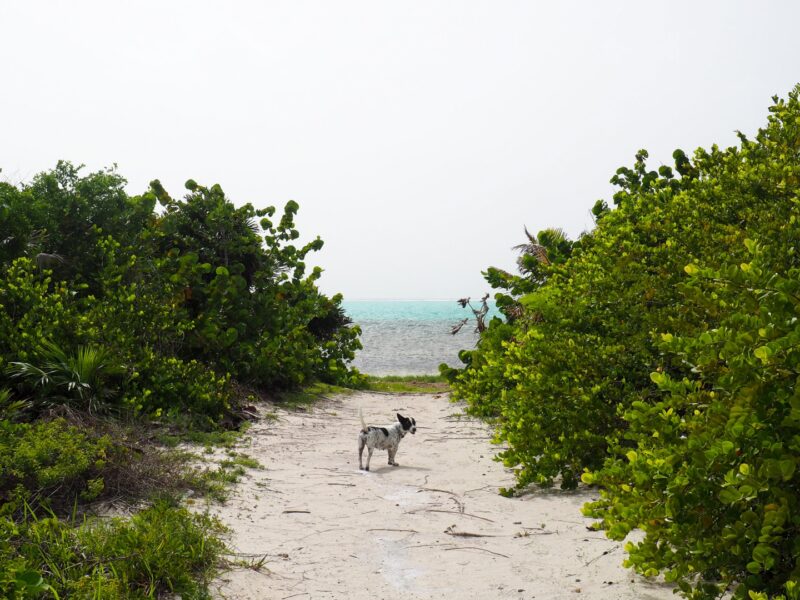 Dust Storm Ambergris Caye