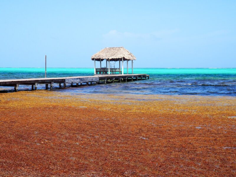 Sargassum on Ambergris Caye