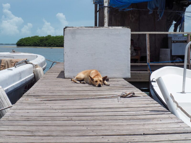 Bombita on the dock