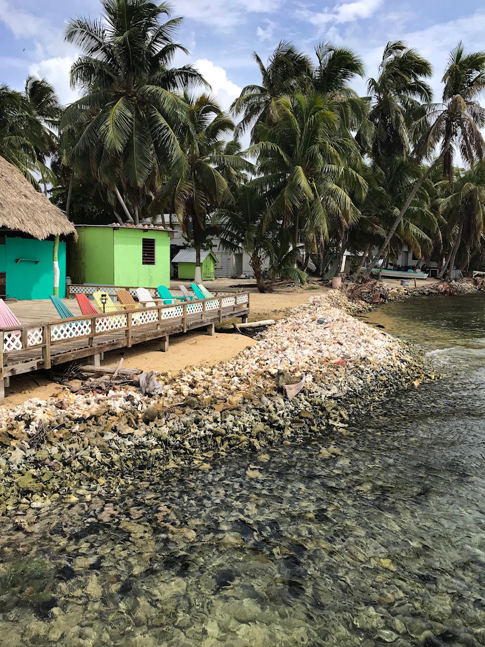 Conch Shells on Tobacco Caye