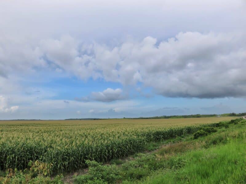 Cornfield in Blue Creek Belize