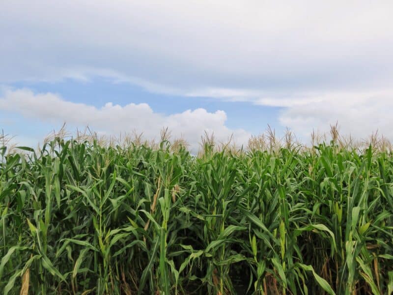 Reinland corn in Blue Creek Belize