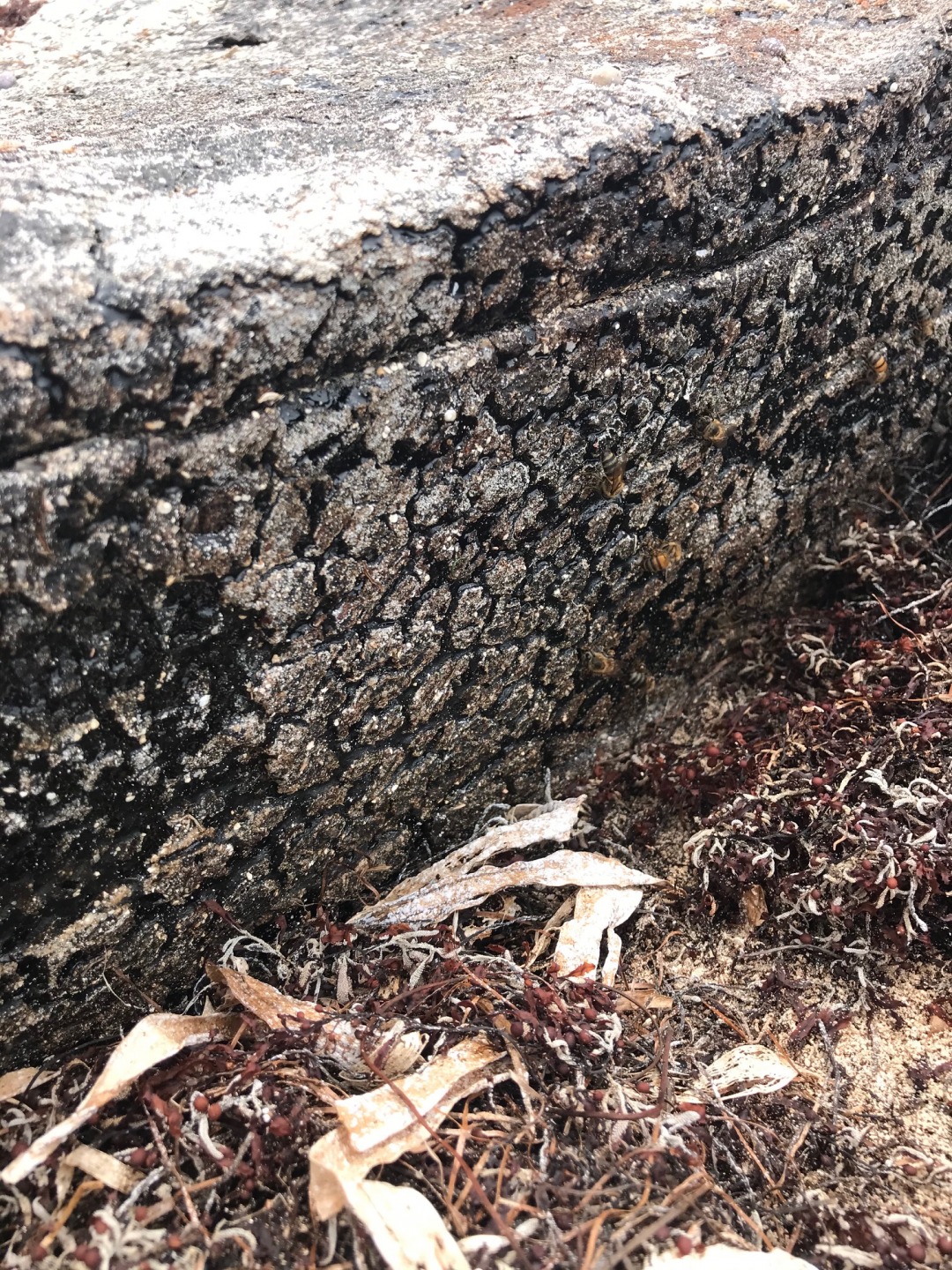 Bees on Rubber Bale