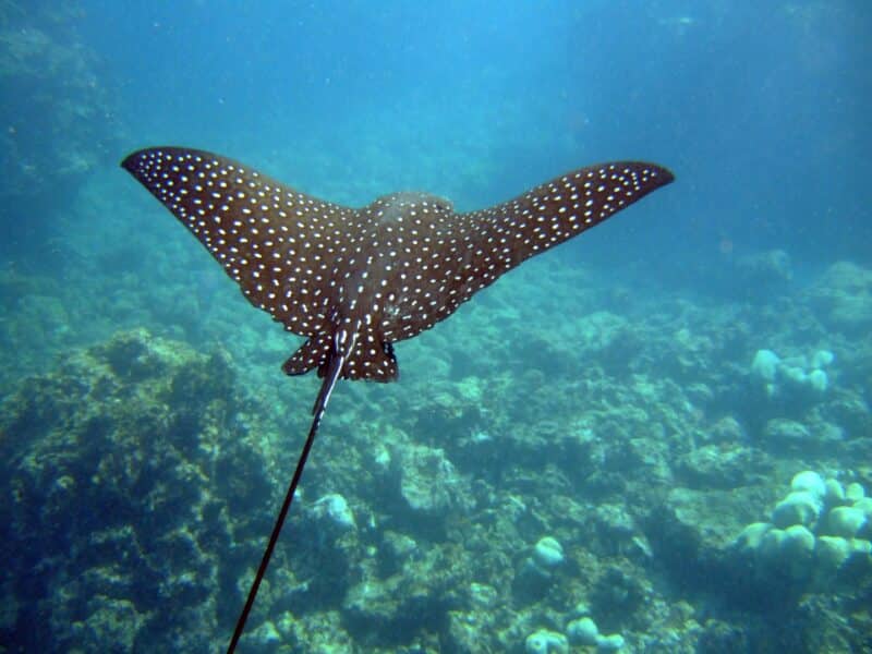 spotted_eagle_ray_aetobatus_narinari2
