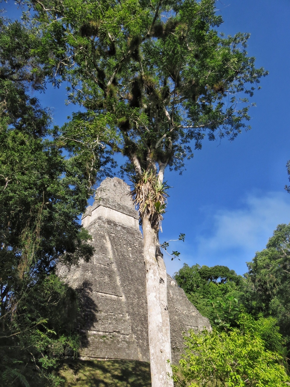 tikal-5
