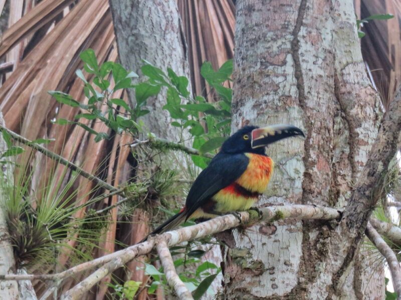 tikal3-1