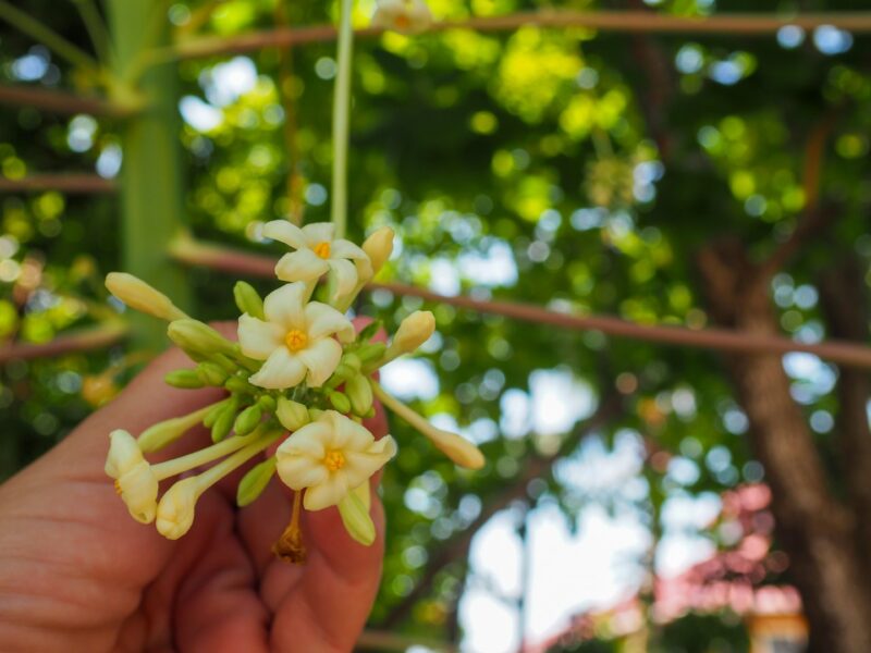 Papaya Flowers Smell SO good