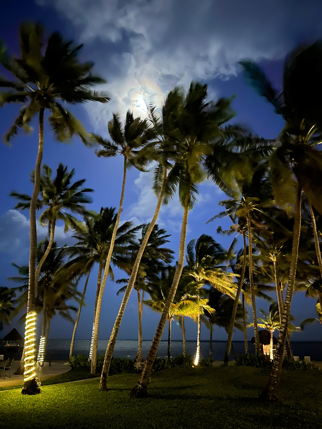 Palm Trees and Moon