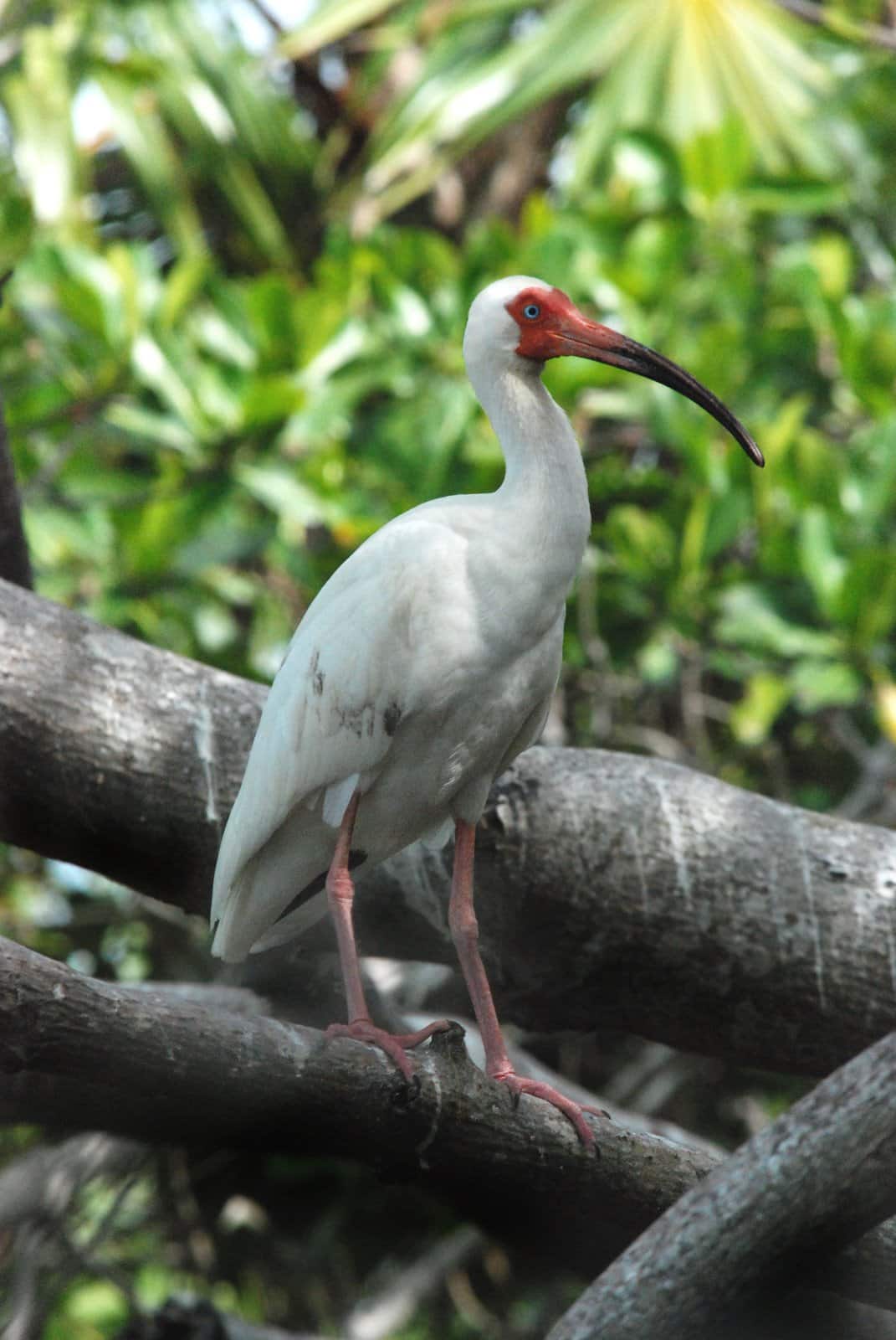 White Ibis on Cayo Rosario by Elbert Greer