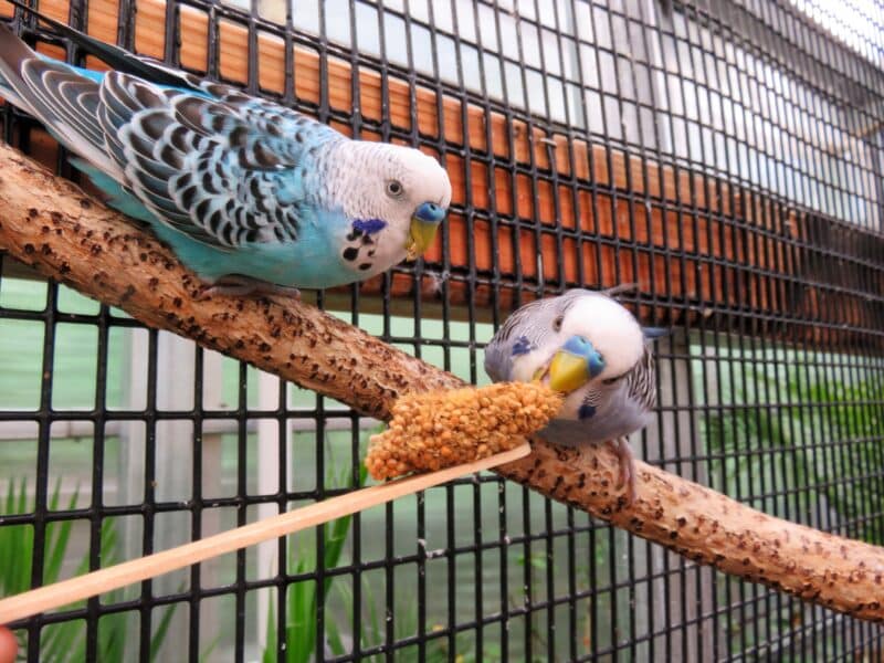 Zoo (1)