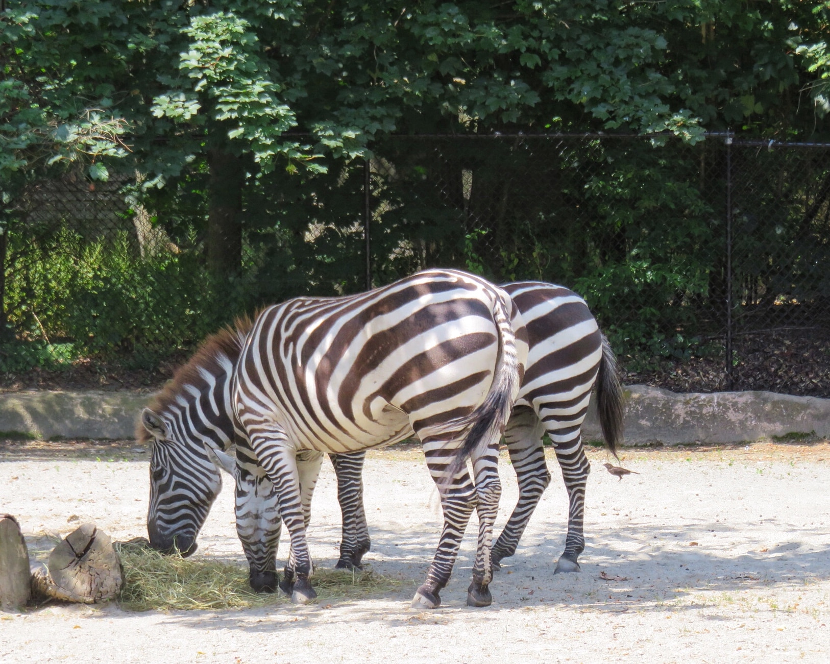 Zoo (5)