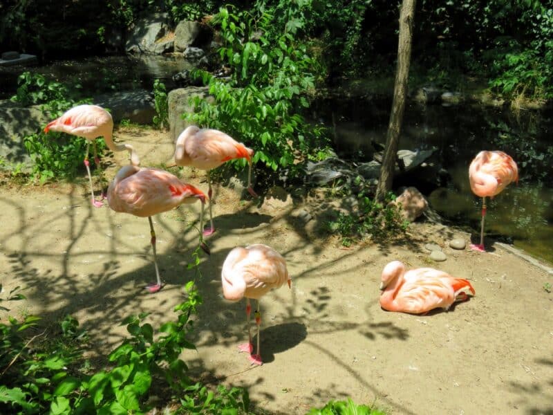 Zoo1 (4)