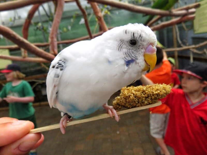 Zoo2 (2)