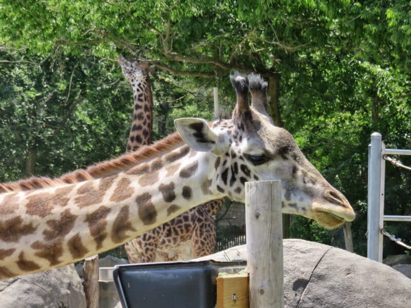 Zoo3 (1)