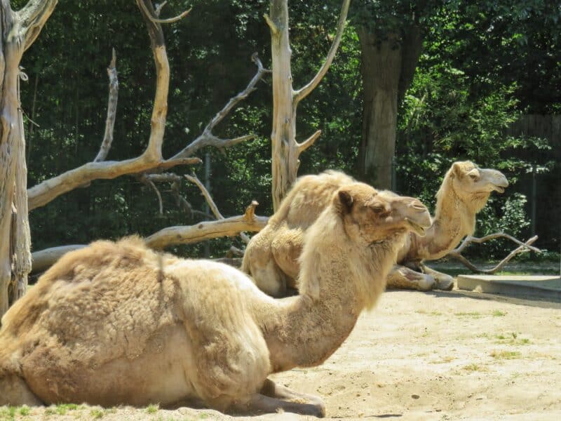 Zoo3 (2)