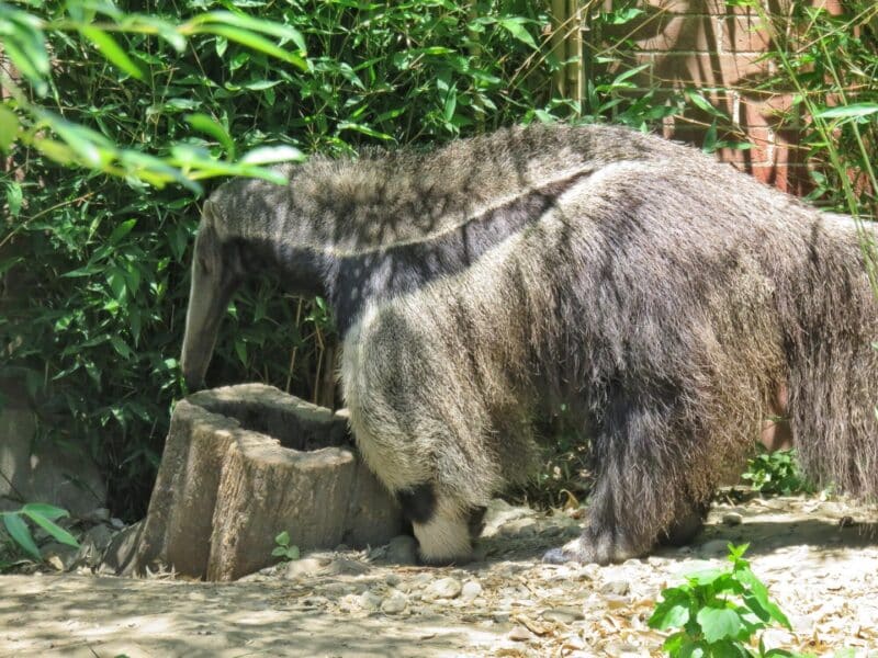 Zoo3 (3)