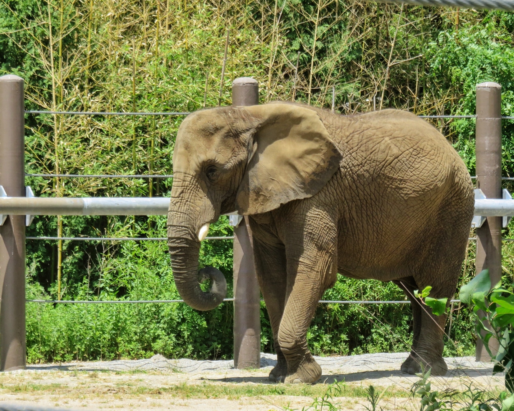 Zoo3 (5)