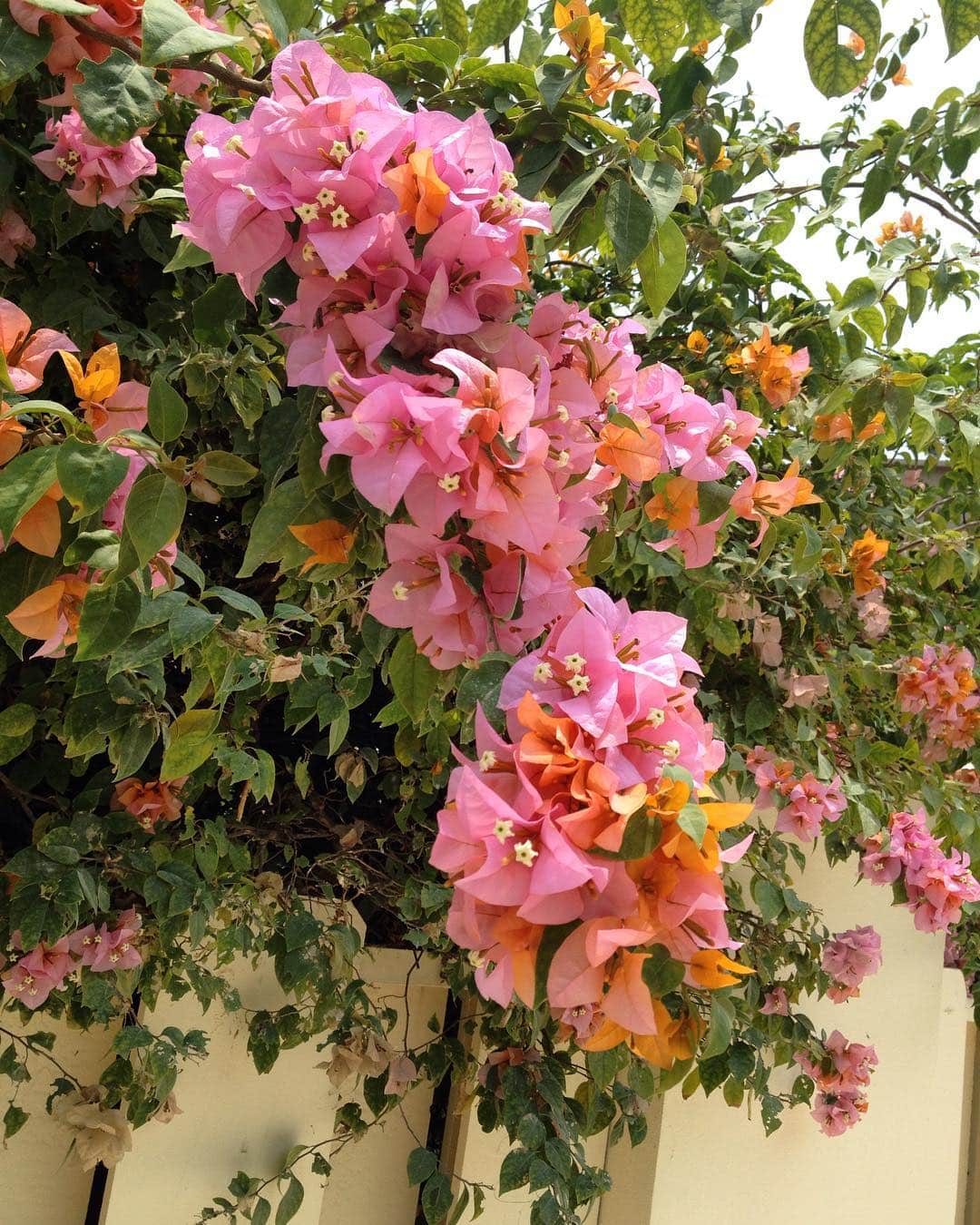 bougainvillea