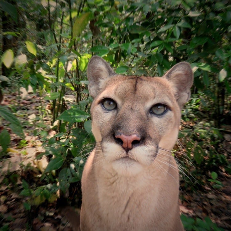 carlos