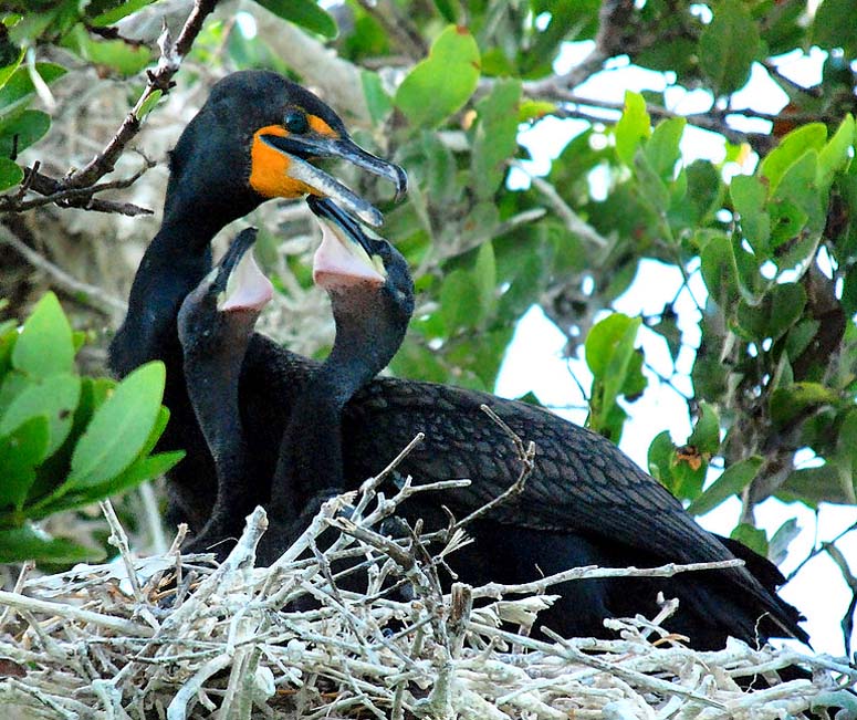 Commorant chicks at Cayo Rosario