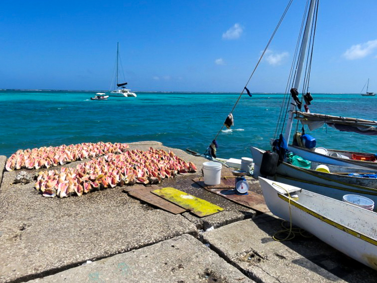 Conch Shells Fisherman central park
