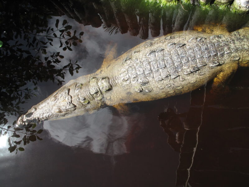 croc