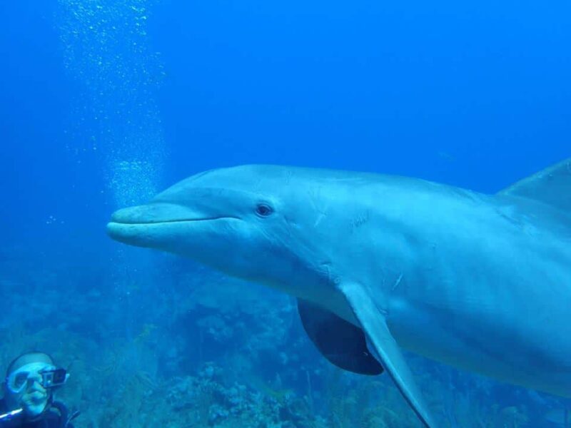 Dolphin SCUBA Ambergris Caye, Belize