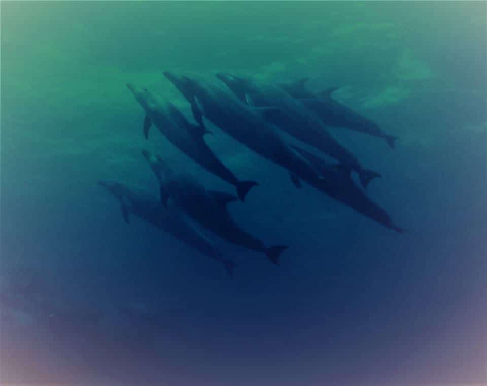 dolphins