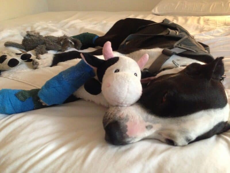 elsie cow