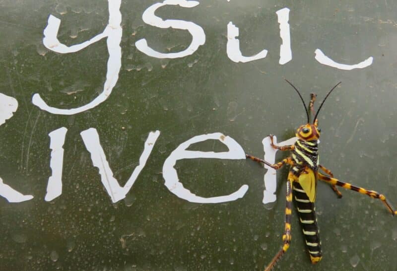 grasshopper